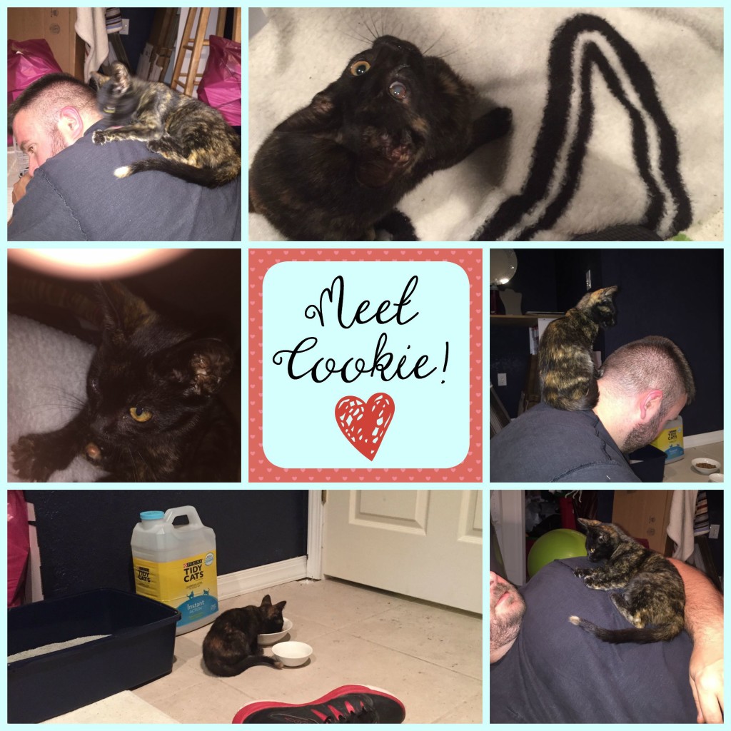 Meet Cookie! The sweet new, surprise addition to our family!